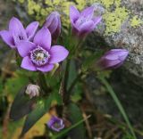 Gentianella biebersteinii. Цветки и бутоны. Абхазия, долина р. Вост. Гумиста, альпика, 2400 м н.у.м. 20.08.2014.