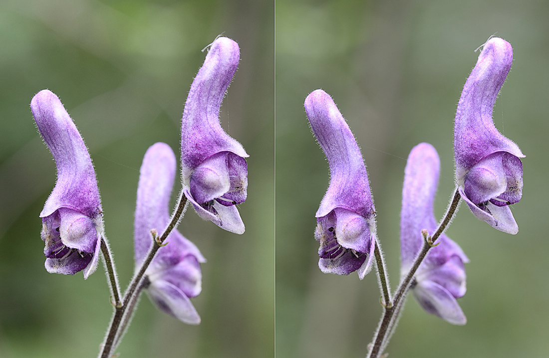 Изображение особи Aconitum septentrionale.