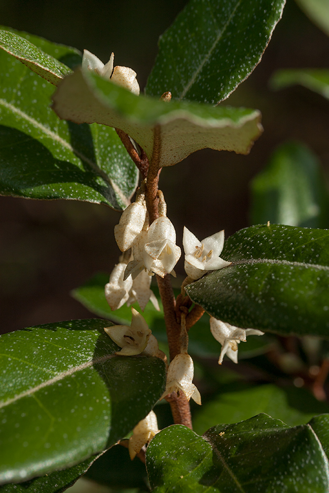 Изображение особи Elaeagnus macrophylla.