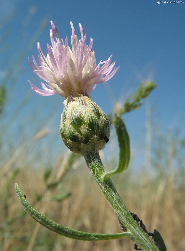Image of Centaurea arenaria specimen.