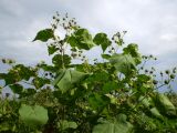Abutilon theophrasti. Цветущее и плодоносящее растение. Ставропольский край, Будённовский р-н, с. Покойное. 22.08.2009.