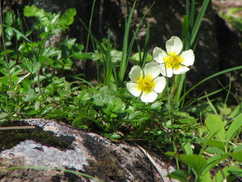 Image of Sieversia pentapetala specimen.