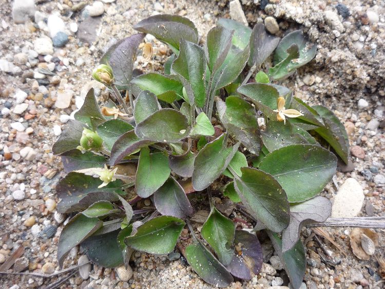 Image of Viola rupestris specimen.