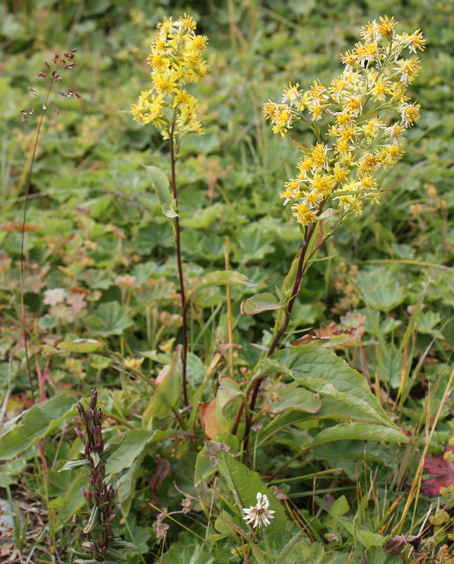 Image of Solidago virgaurea ssp. dahurica specimen.