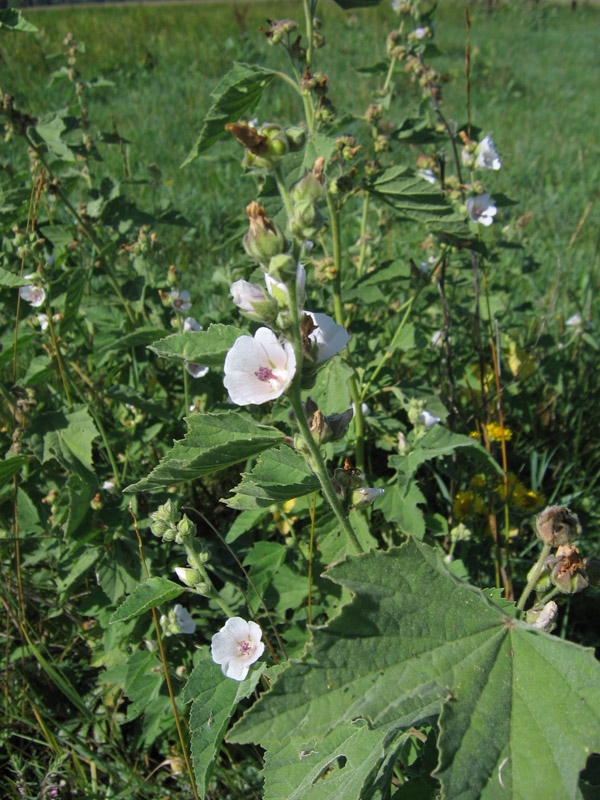 Изображение особи Althaea officinalis.