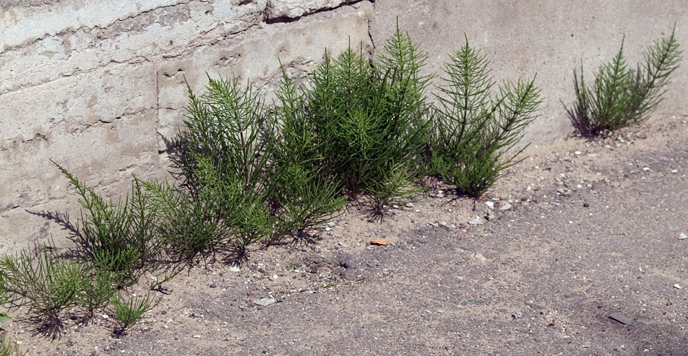 Image of Equisetum arvense specimen.