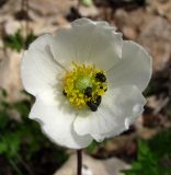 Anemone sylvestris. Цветок с питающимися жуками. Архангельская обл., Холмогорский р-н, окр. пос. Усть-Пинега, береговая скала р. Пинега. 31.05.2014.