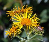 Inula helenium. Соцветие (культивар). Московская обл., Раменский р-н, окр. дер. Хрипань, садовый участок. 03.08.2015.