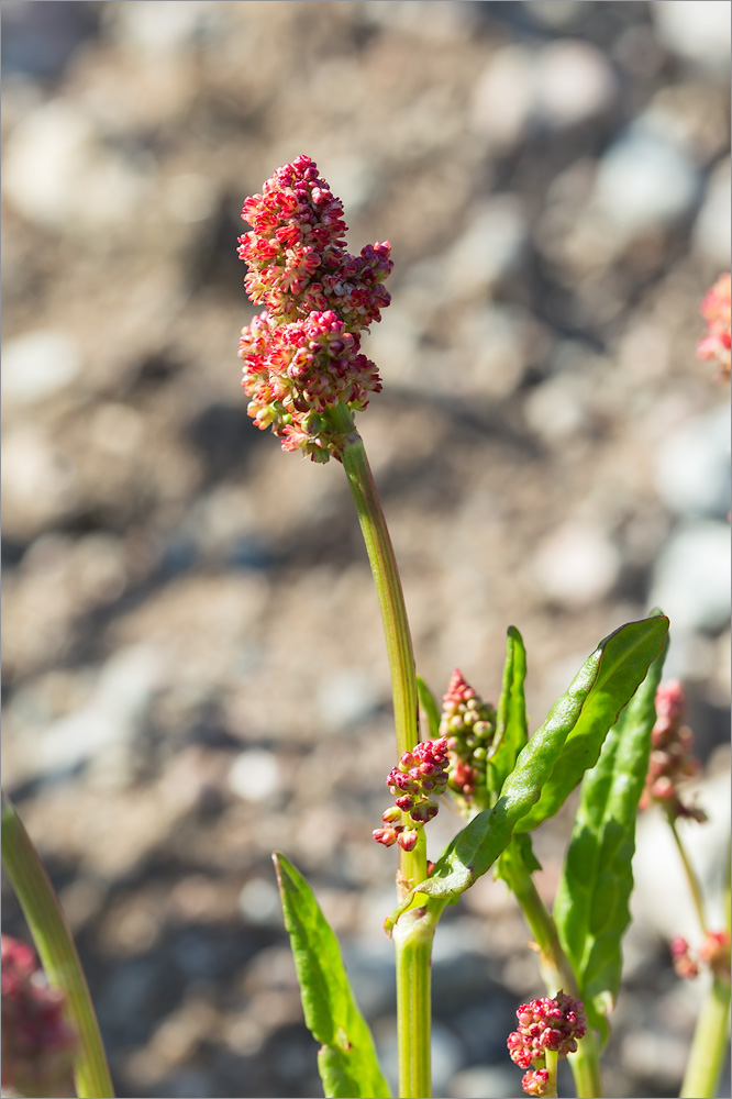 Изображение особи Rumex lapponicus.