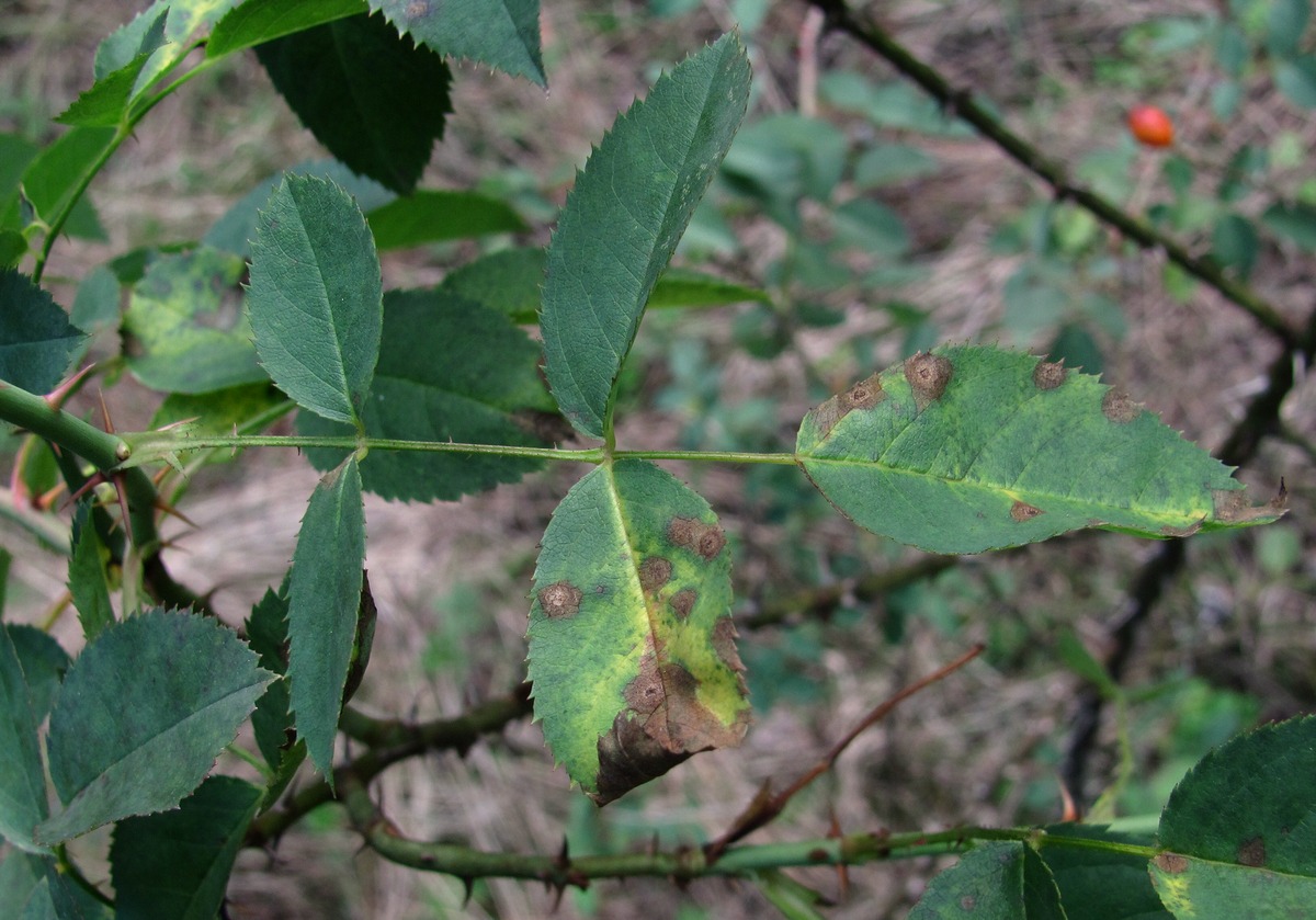 Image of Rosa canina specimen.