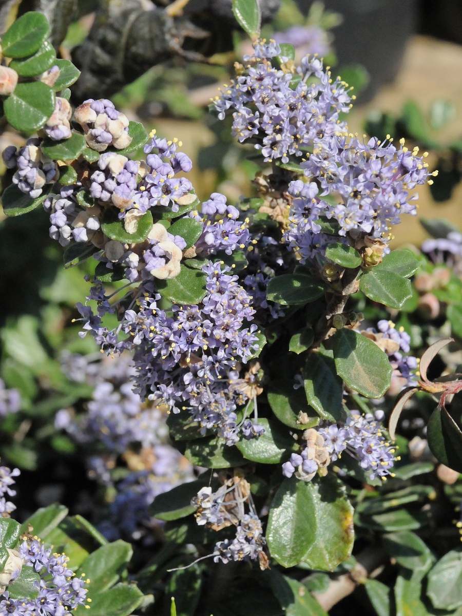 Image of Ceanothus maritimus specimen.