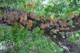 Drynaria quercifolia. Вегетирующие растения на стволе дерева. Андаманские острова, остров Хейвлок, прибрежный лес. 30.12.2014.