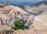 Myosotis alpestris