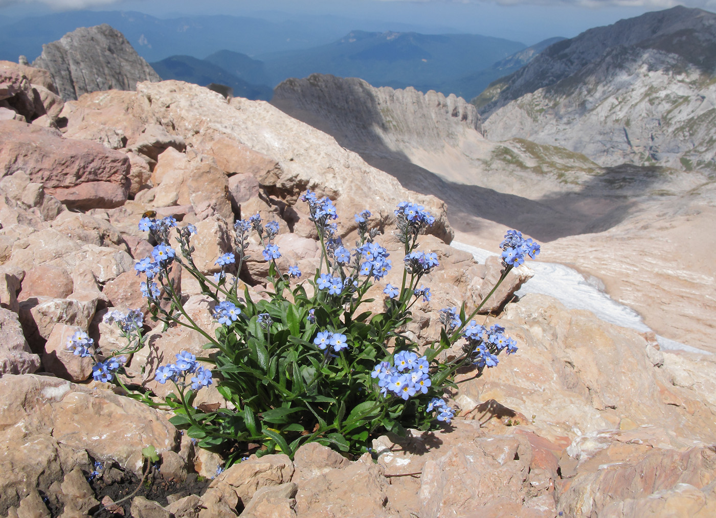 Изображение особи Myosotis alpestris.