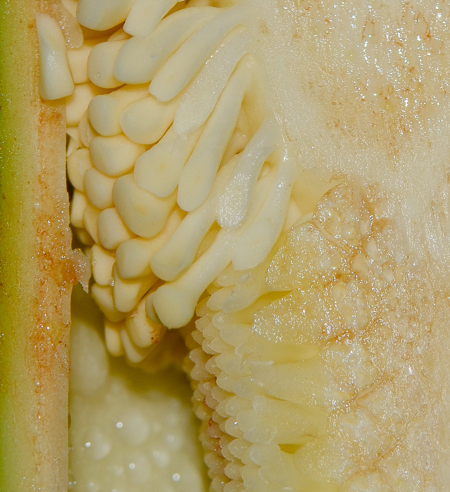 Image of Philodendron bipinnatifidum specimen.