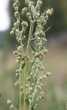 Artemisia dracunculus