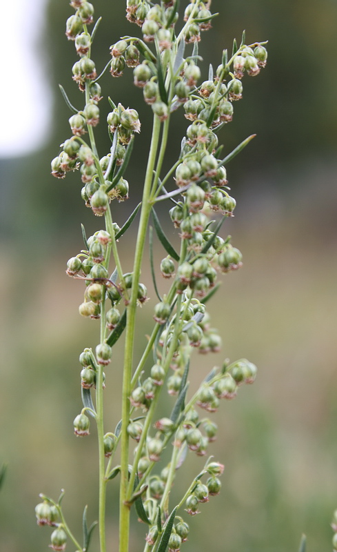 Image of Artemisia dracunculus specimen.