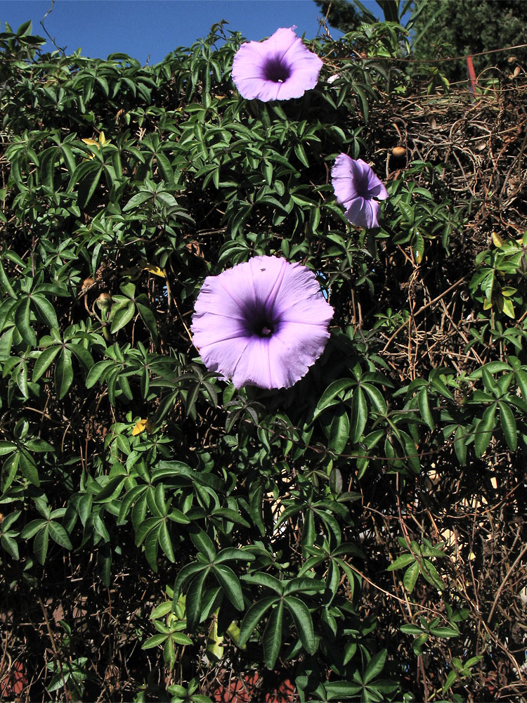 Image of Ipomoea cairica specimen.