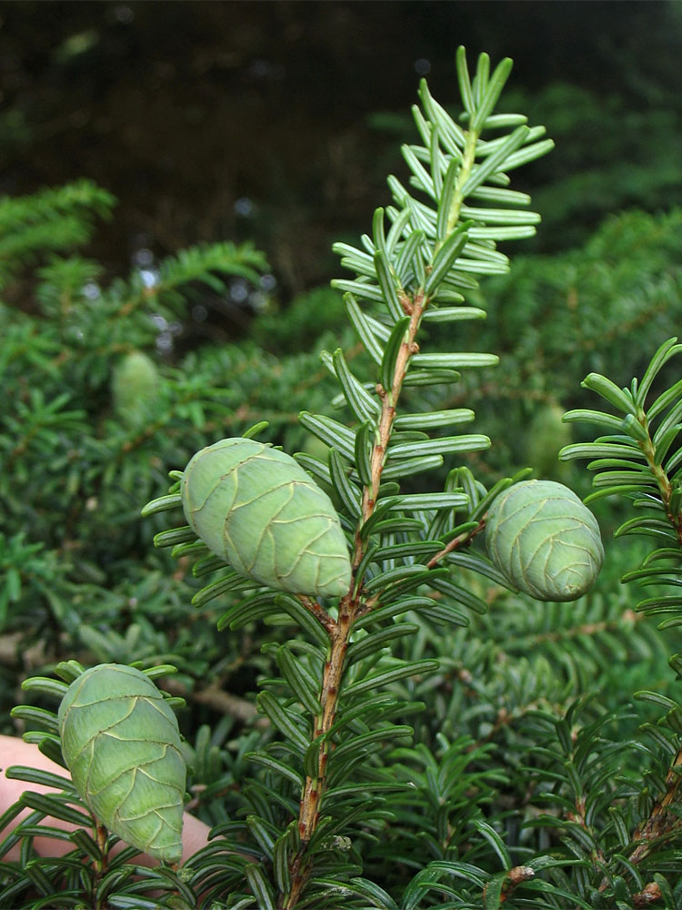 Image of Tsuga diversifolia specimen.