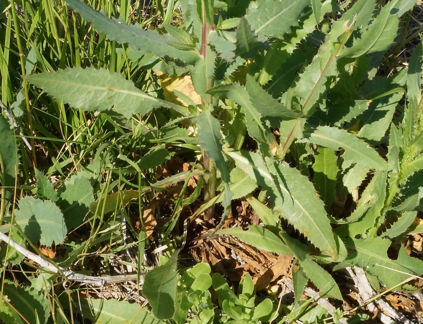 Изображение особи Cirsium alatum.