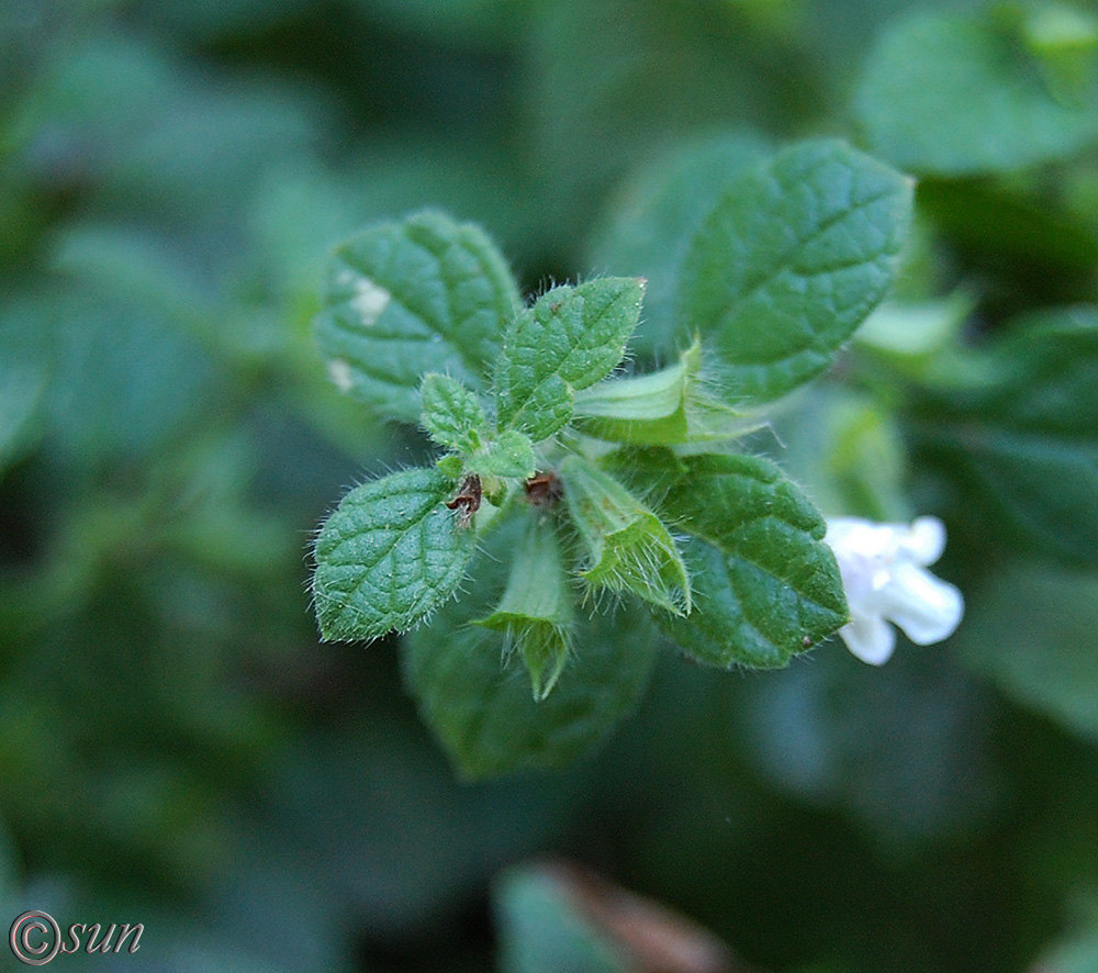 Изображение особи Melissa officinalis.