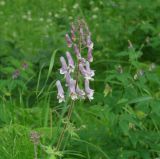 Aconitum septentrionale