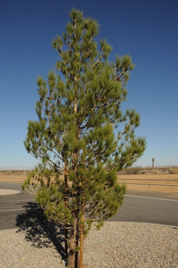 Изображение особи Pinus eldarica.