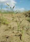 Eragrostis minor