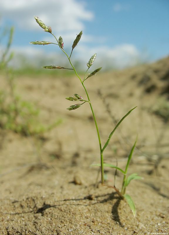 Изображение особи Eragrostis minor.