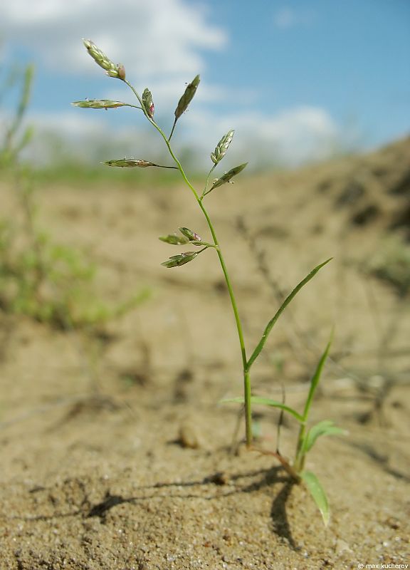 Image of Eragrostis minor specimen.