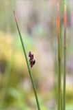 Juncus arcticus. Верхушка побега с соплодием. Мурманская обл., п-ов Средний, устье р. Выкат, низкий влажный берег с моховой подушкой. 31.07.2015.