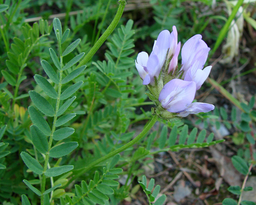 Image of Astragalus agrestis specimen.