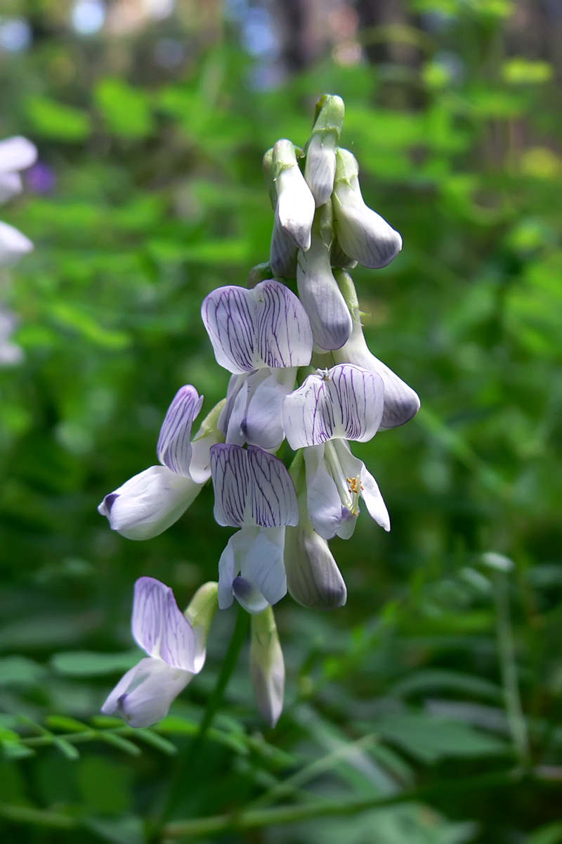 Изображение особи Vicia sylvatica.