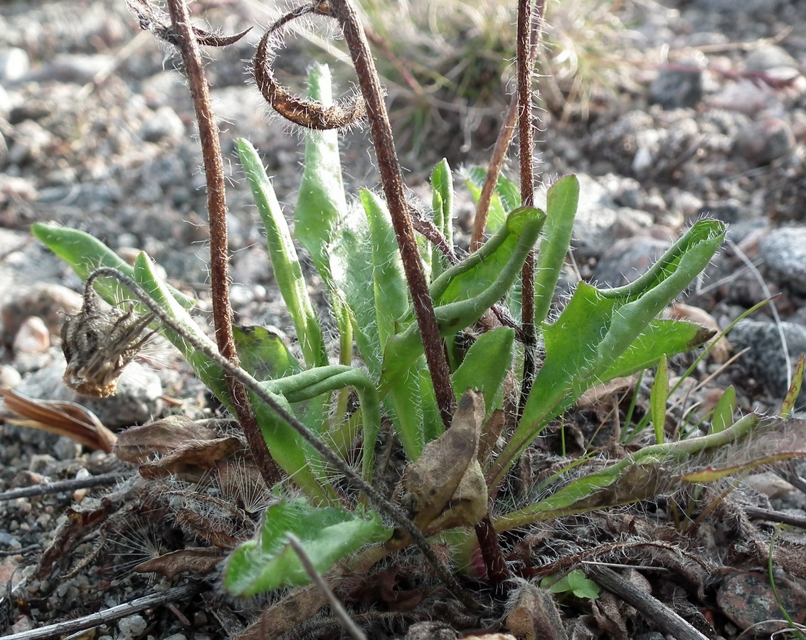 Image of Pilosella laticeps specimen.