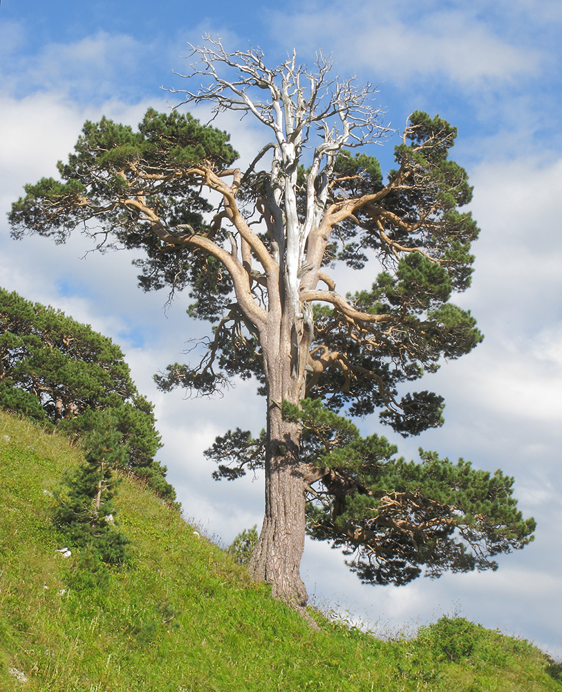 Image of Pinus sylvestris ssp. hamata specimen.