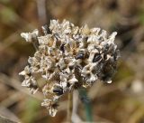 Allium strictum