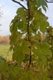 Humulus lupulus. Часть побега. Пермский край, Суксунский р-н, долина р. Сылва, высокий правый берег примерно 5 км выше дер. Агафонково. 28 сентября 2014 г.