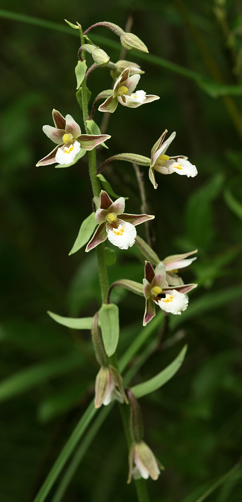 Изображение особи Epipactis palustris.