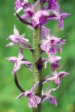 Dactylorhiza × kerneriorum