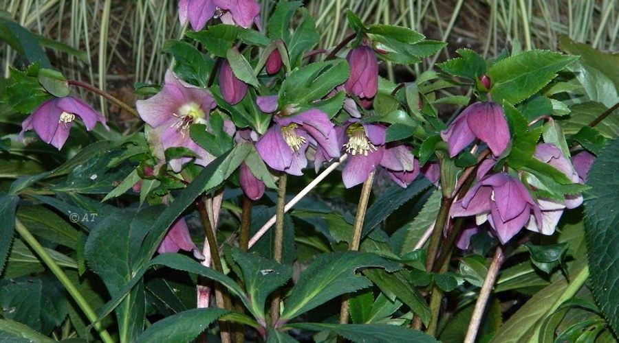 Image of Helleborus orientalis specimen.