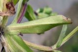 Valerianella locusta