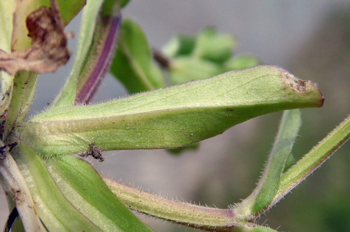 Изображение особи Valerianella locusta.