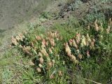 Astragalus calycinus