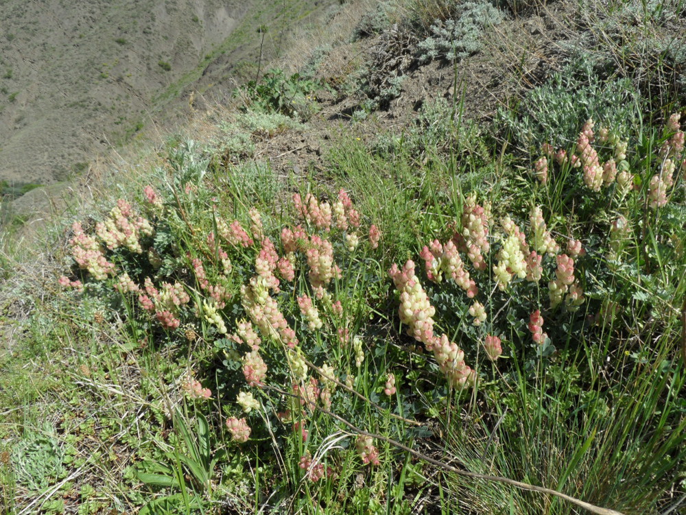 Изображение особи Astragalus calycinus.