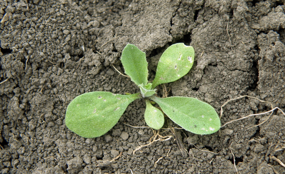 Изображение особи Capsella bursa-pastoris.