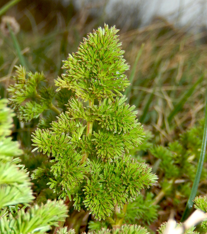 Image of Ferulago galbanifera specimen.