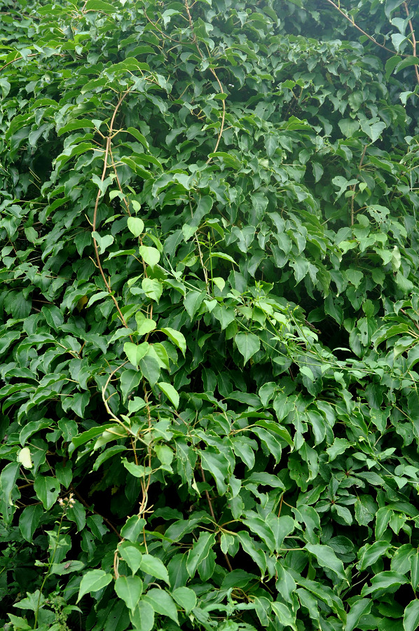 Image of Celastrus orbiculata specimen.