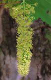 Acer pseudoplatanus. Соцветие. Ростовская обл., г. Таганрог, в озеленении. 08.05.2016.
