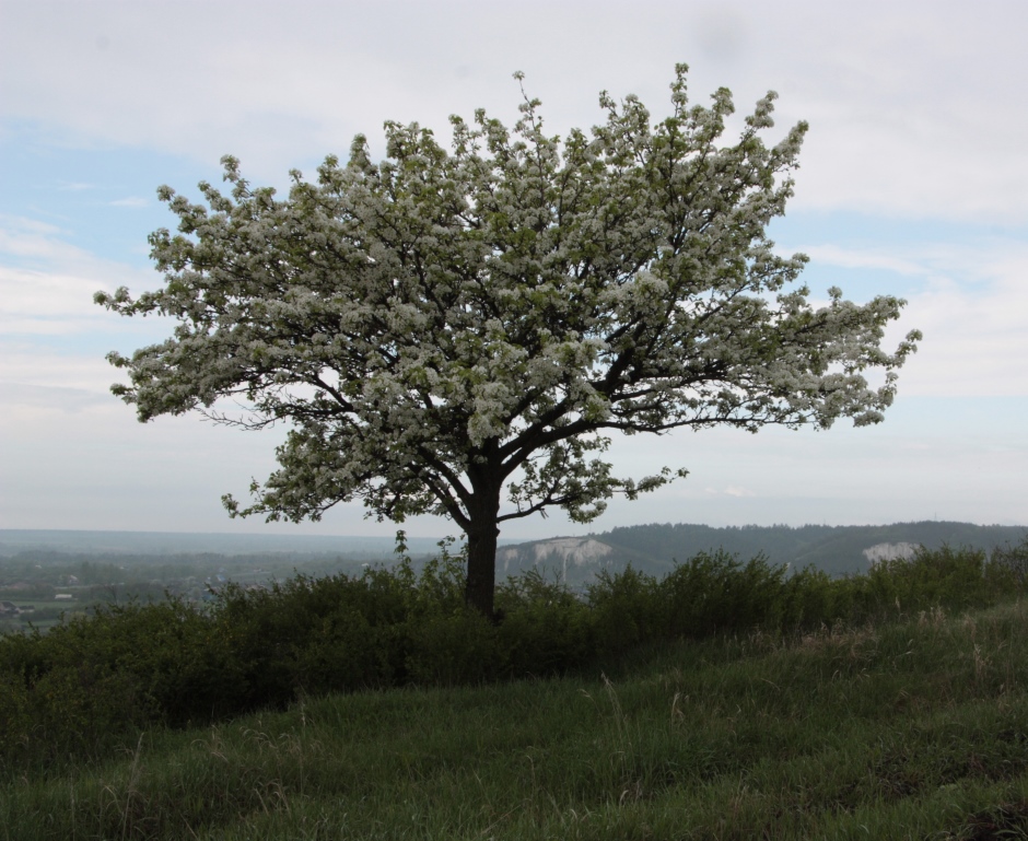 Изображение особи Pyrus communis.