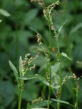 Rumex acetosella